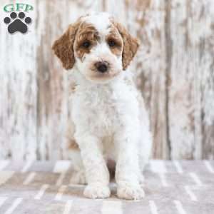 Holly, Mini Labradoodle Puppy